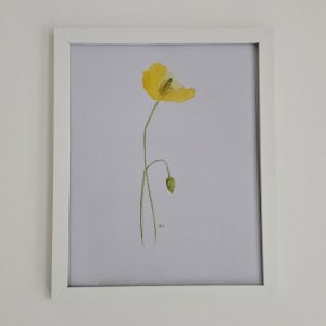 Welsh Poppies Watercolour