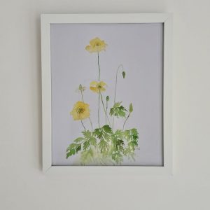 Welsh Poppy Watercolour