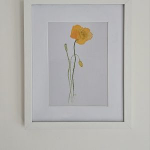 Welsh Poppy Watercolour